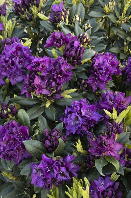 Rhododendron 'edith Bosley' - View 10 from www redcrocus com