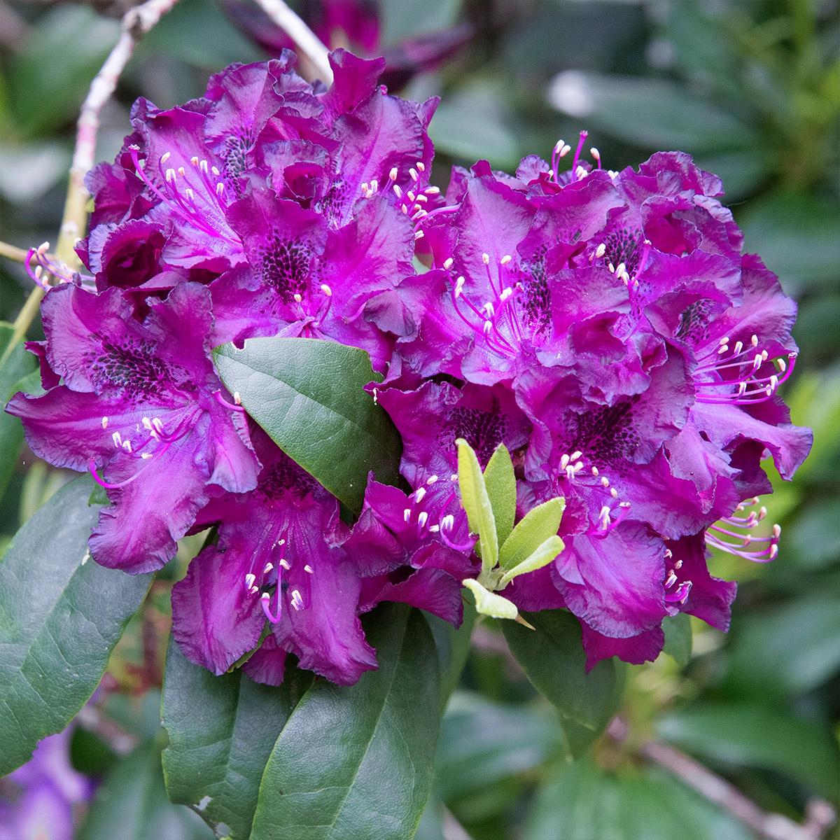 Rhododendron 'edith Bosley' - View 12 from www redcrocus com