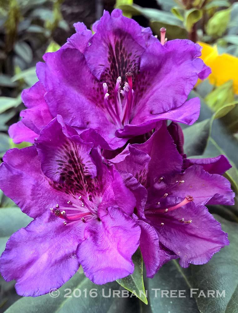 Rhododendron 'edith Bosley' - View 13 from www redcrocus com