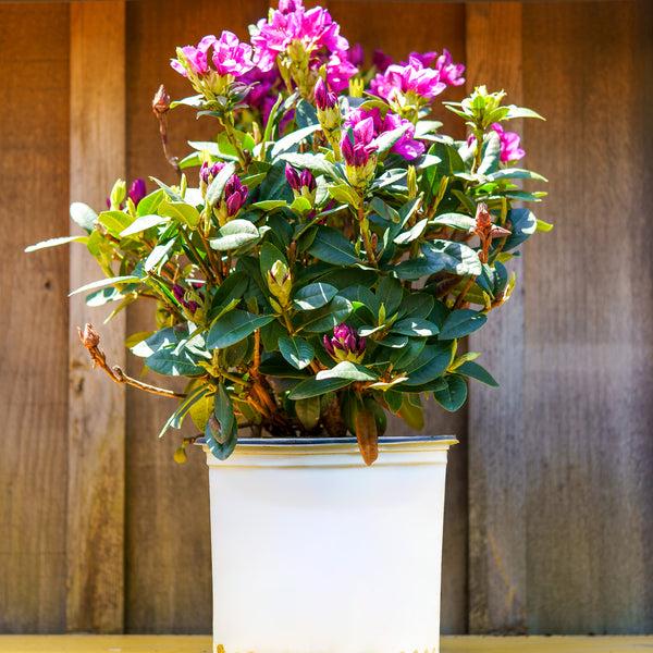 Rhododendron 'edith Bosley' - View 15 from www redcrocus com