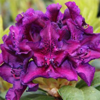 Rhododendron 'edith Bosley' - View 16 from www redcrocus com