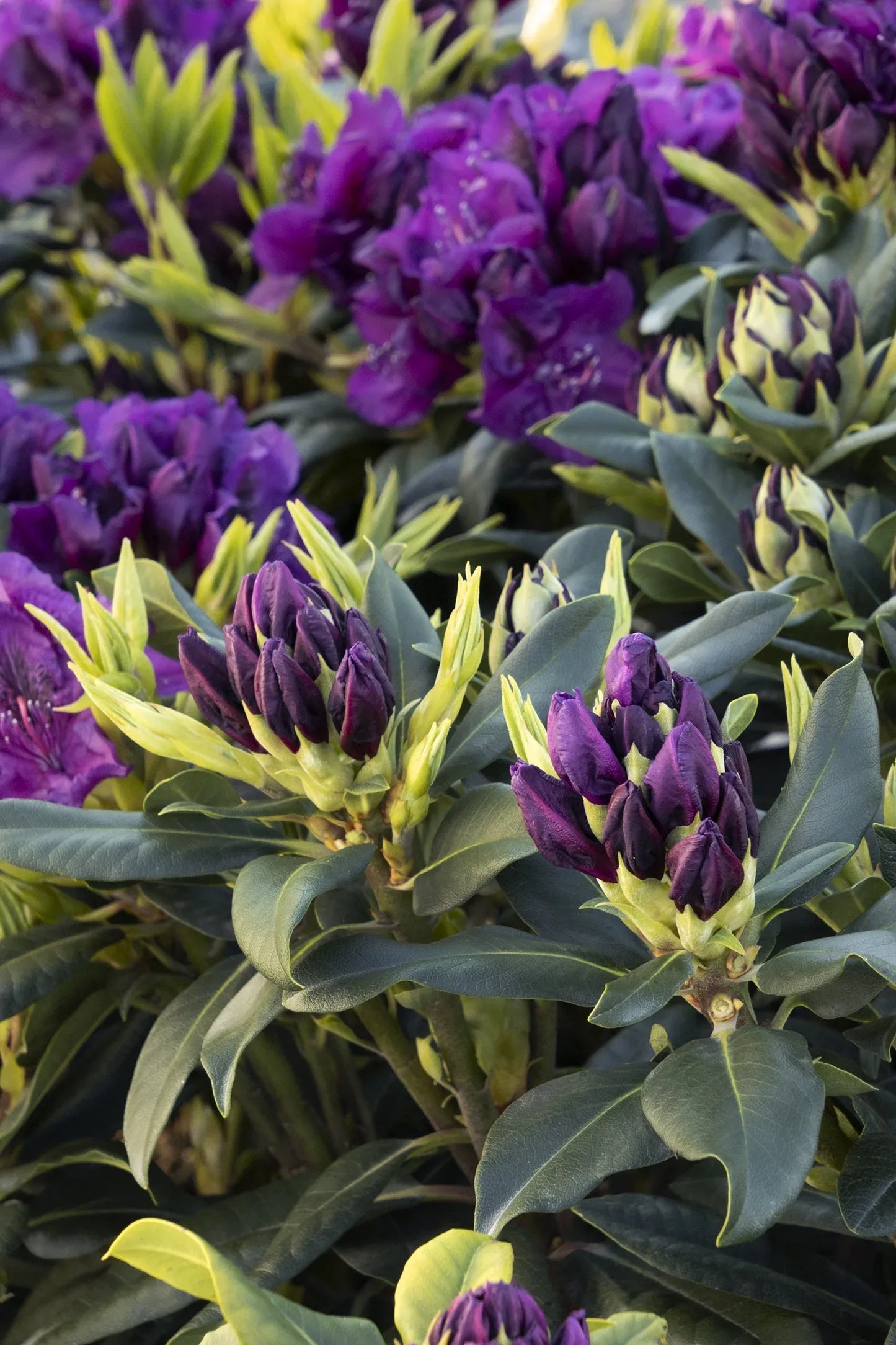 Rhododendron 'edith Bosley' - View 17 from www redcrocus com