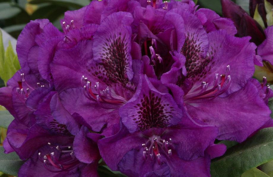 Rhododendron 'edith Bosley' - View 19 from www redcrocus com