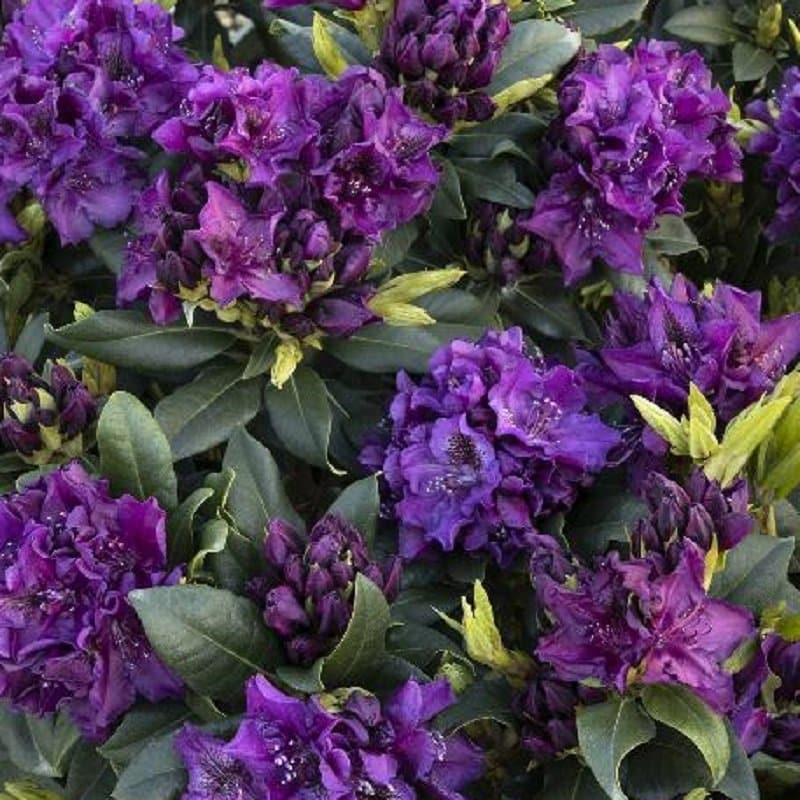 Rhododendron 'edith Bosley' - View 20 from www redcrocus com
