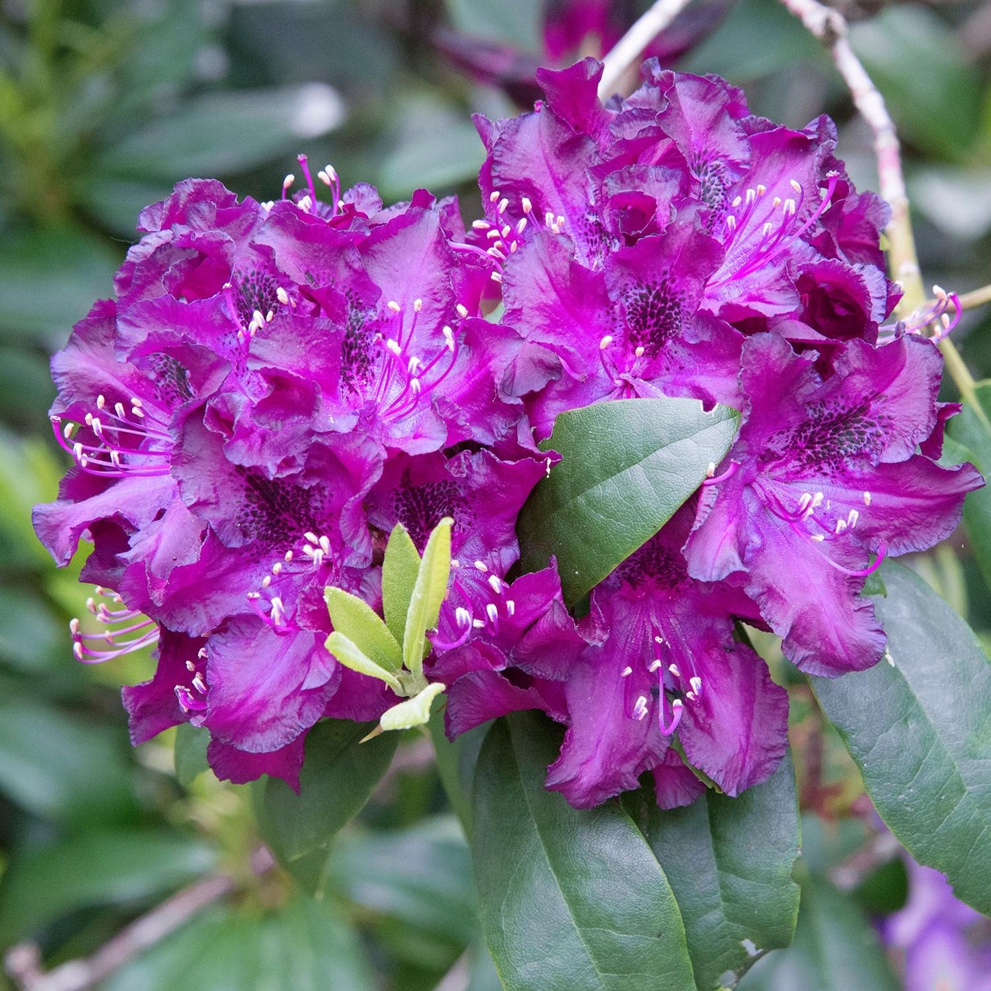 Rhododendron 'edith Bosley' - View 21 from www redcrocus com