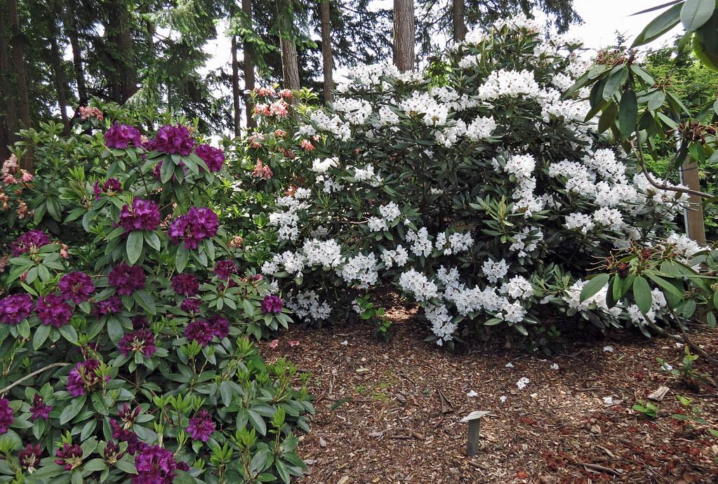 Rhododendron 'edith Bosley' - View 22 from www redcrocus com