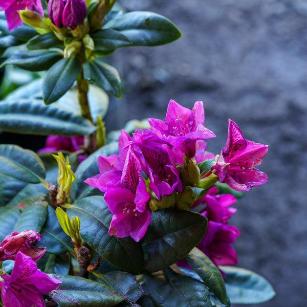 Rhododendron 'edith Bosley' - View 23 from www redcrocus com