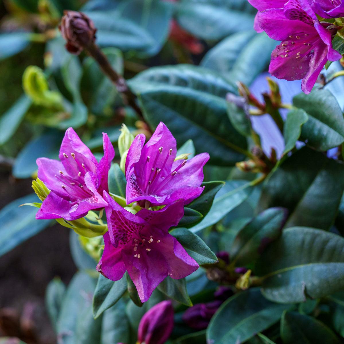 Rhododendron 'edith Bosley' - View 24 from www redcrocus com