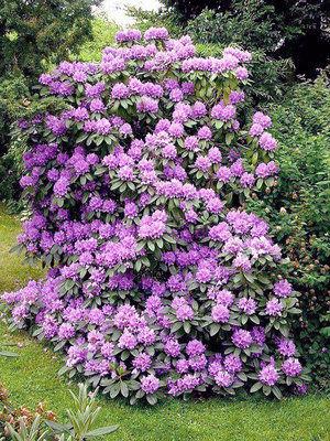 Rhododendron 'edith Bosley' - View 26 from www redcrocus com