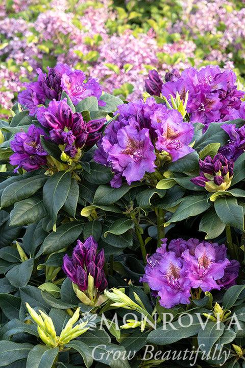 Rhododendron 'edith Bosley' - View 30 from www redcrocus com
