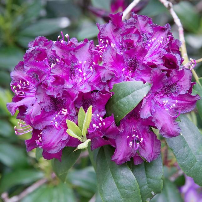 Rhododendron 'edith Bosley' - View 31 from www redcrocus com