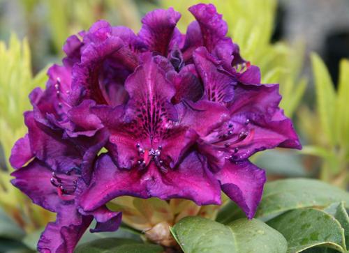 Rhododendron 'edith Bosley' - View 3 from www redcrocus com