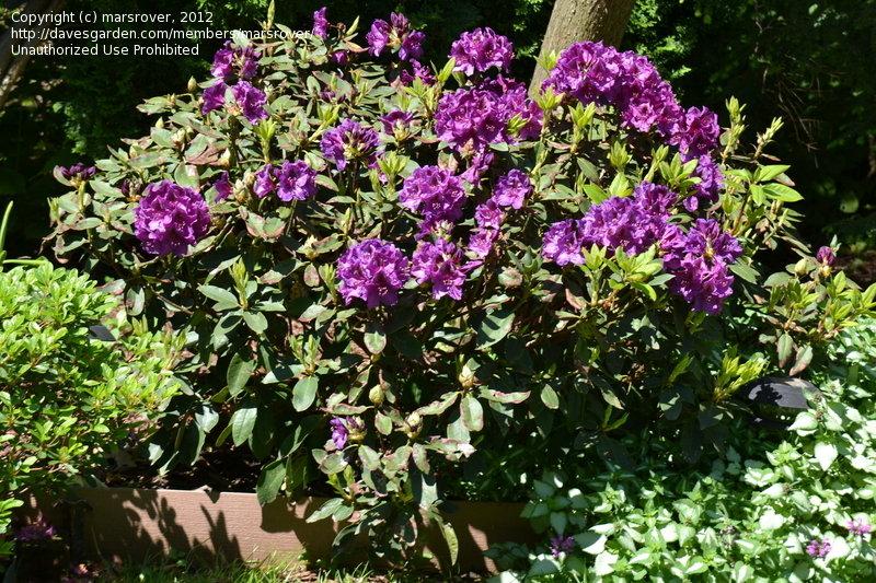 Rhododendron 'edith Bosley' - View 4 from www redcrocus com