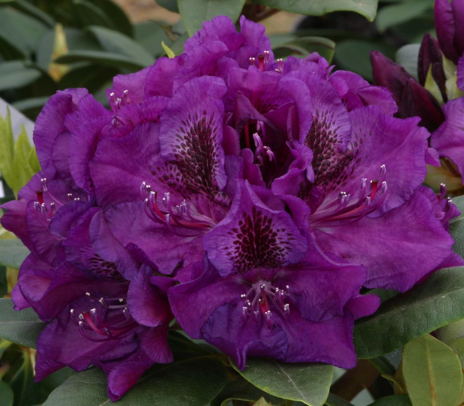 Rhododendron 'edith Bosley' - View 5 from www redcrocus com