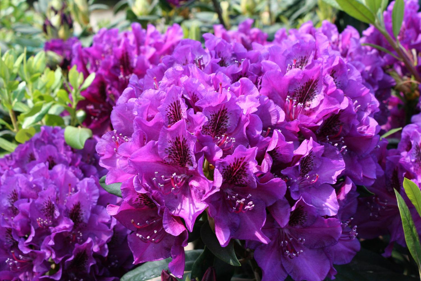 Rhododendron 'edith Bosley' - View 6 from www redcrocus com