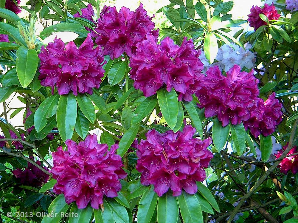 Rhododendron 'edith Bosley' - View 7 from www redcrocus com
