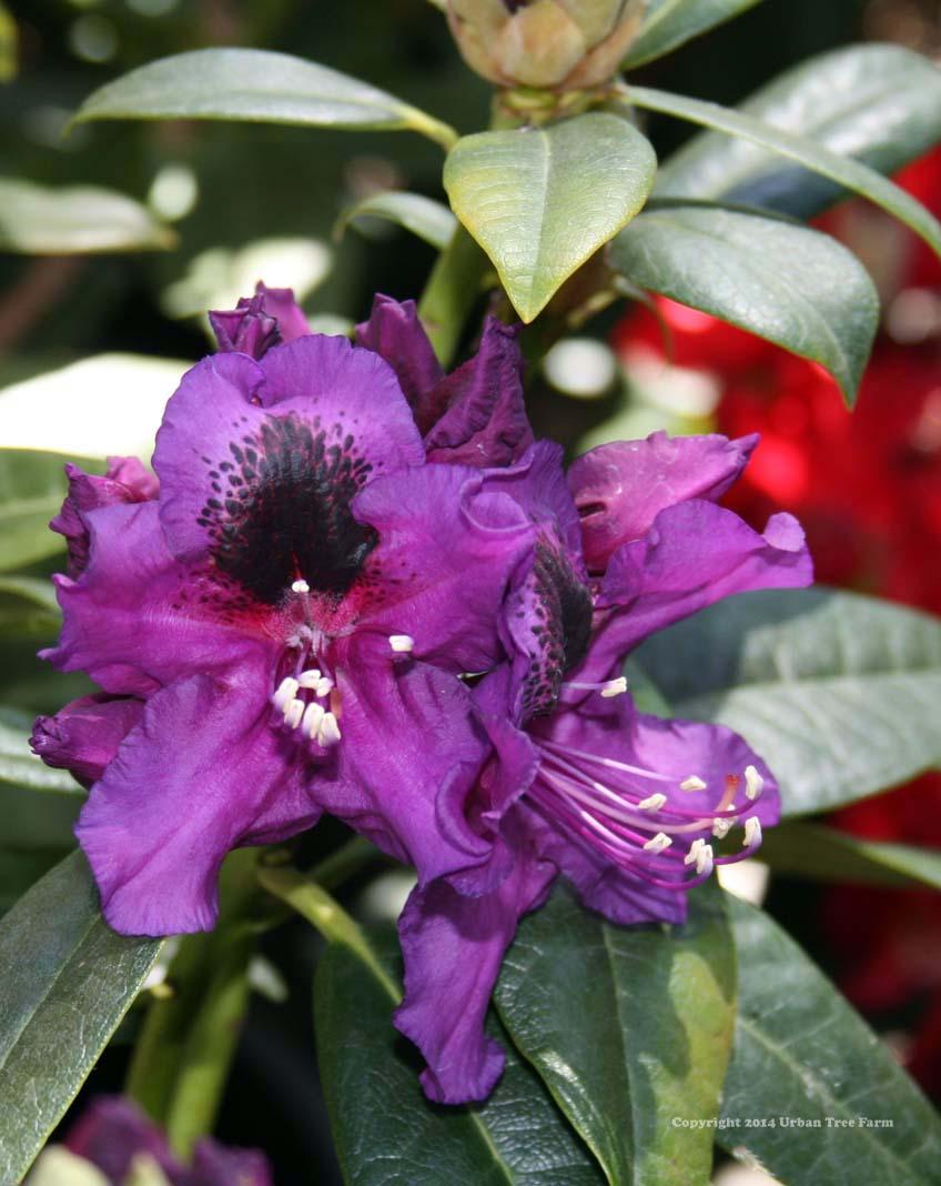 Rhododendron 'edith Bosley' - View 8 from www redcrocus com