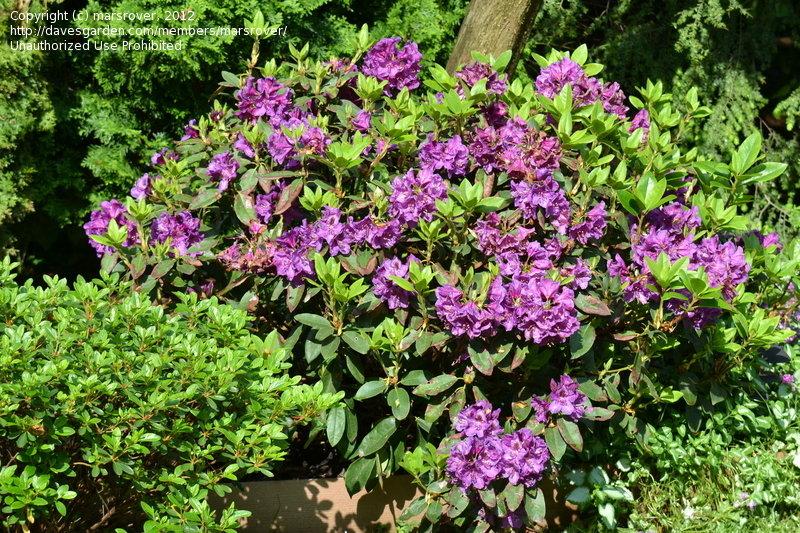 Rhododendron 'edith Bosley' - View 9 from www redcrocus com