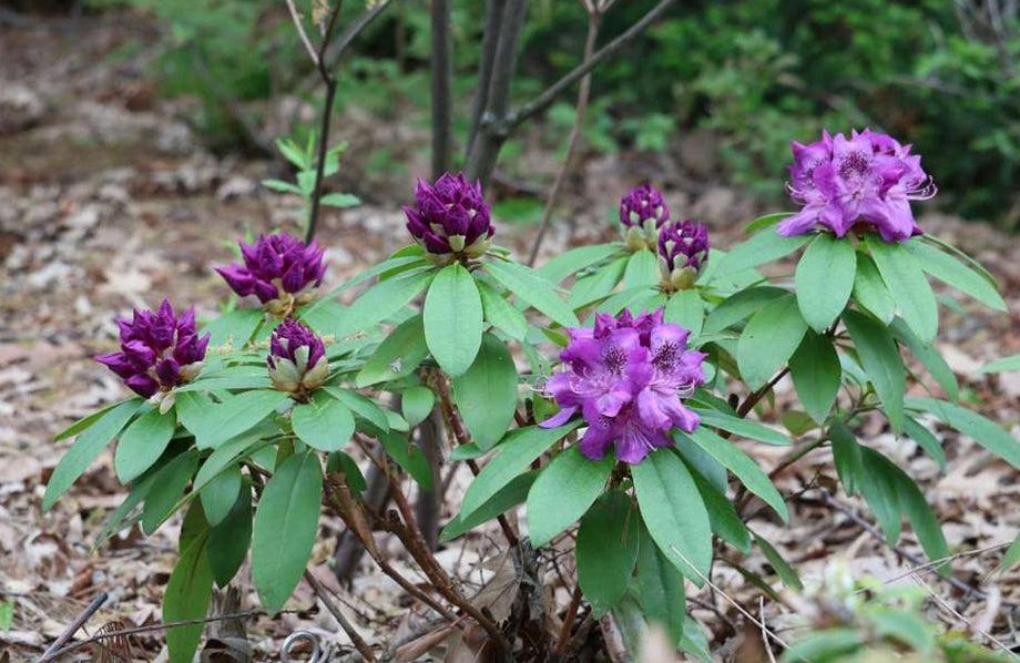 Rhododendron 'florence Parks' - View 10 from www redcrocus com