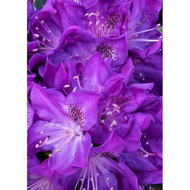 Rhododendron 'florence Parks' - View 11 from www redcrocus com