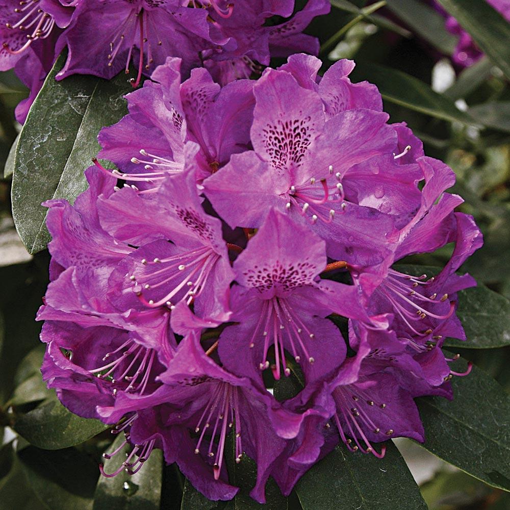 Rhododendron 'florence Parks' - View 17 from www redcrocus com