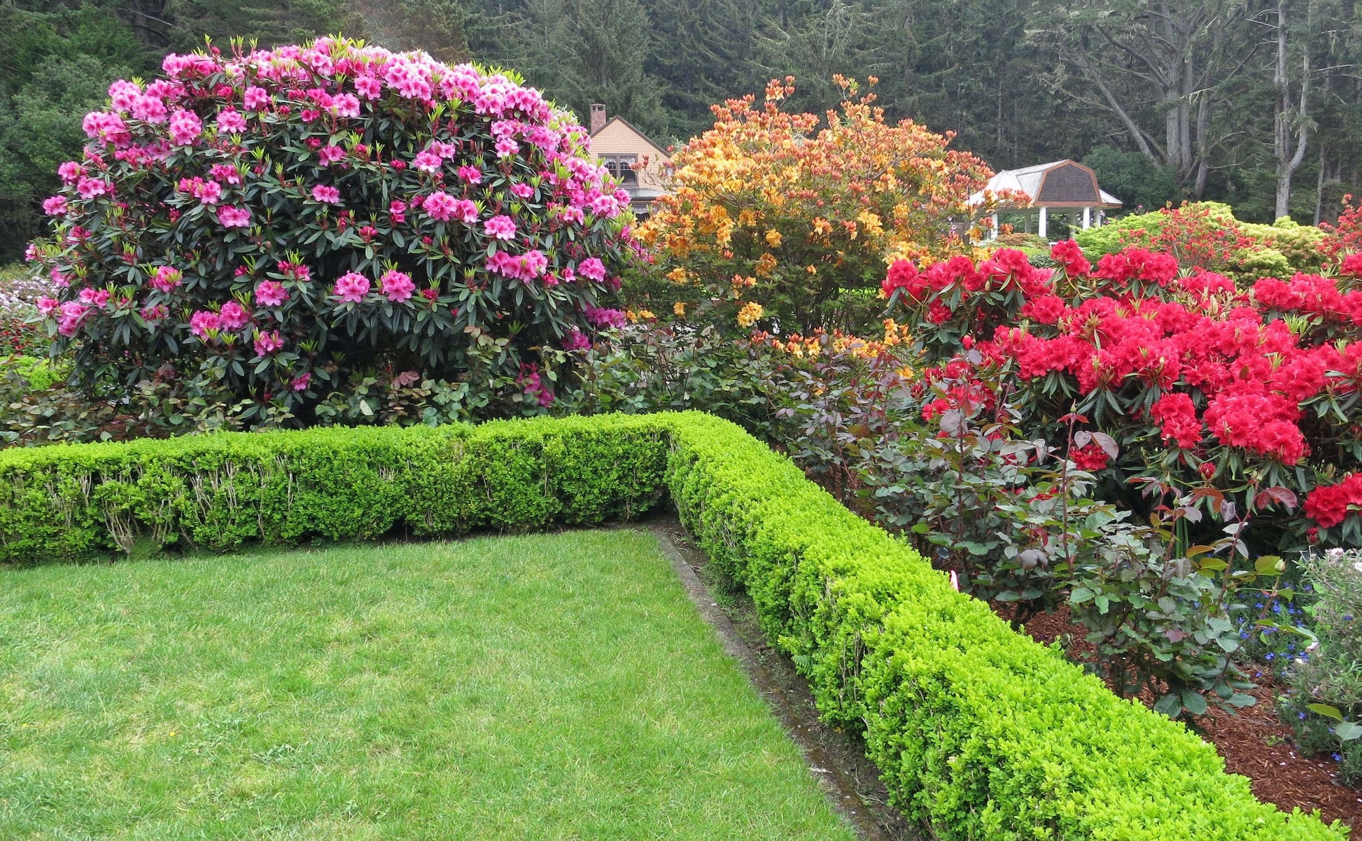 Rhododendron 'florence Parks' - View 18 from www redcrocus com