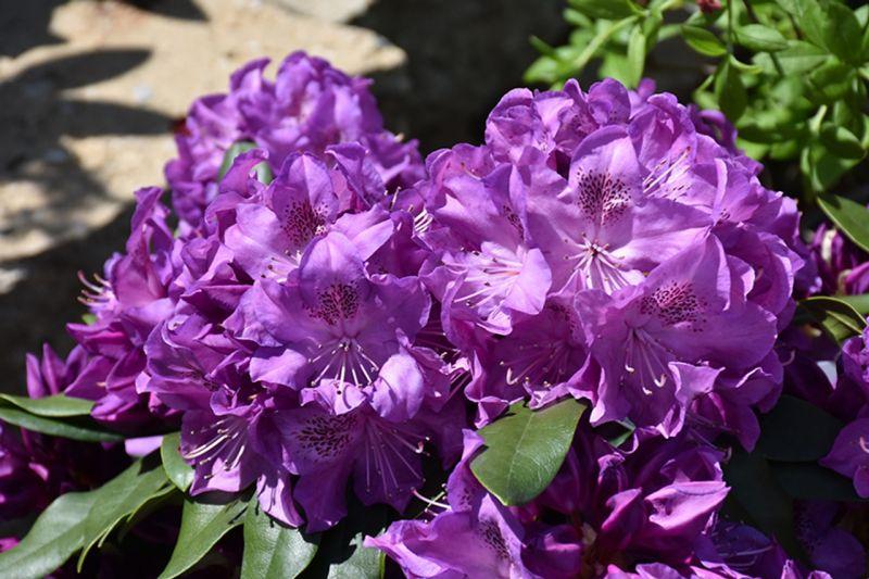 Rhododendron 'florence Parks' - View 19 from www redcrocus com