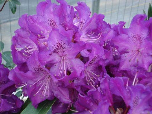 Rhododendron 'florence Parks' - View 25 from www redcrocus com