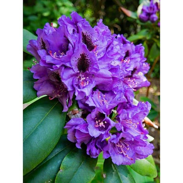 Rhododendron 'florence Parks' - View 2 from www redcrocus com
