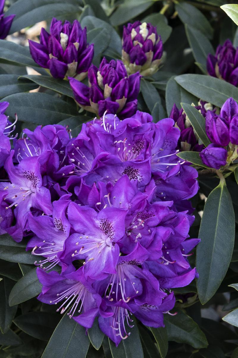 Rhododendron 'florence Parks' - View 30 from www redcrocus com