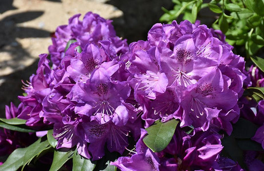 Rhododendron 'florence Parks' - View 31 from www redcrocus com