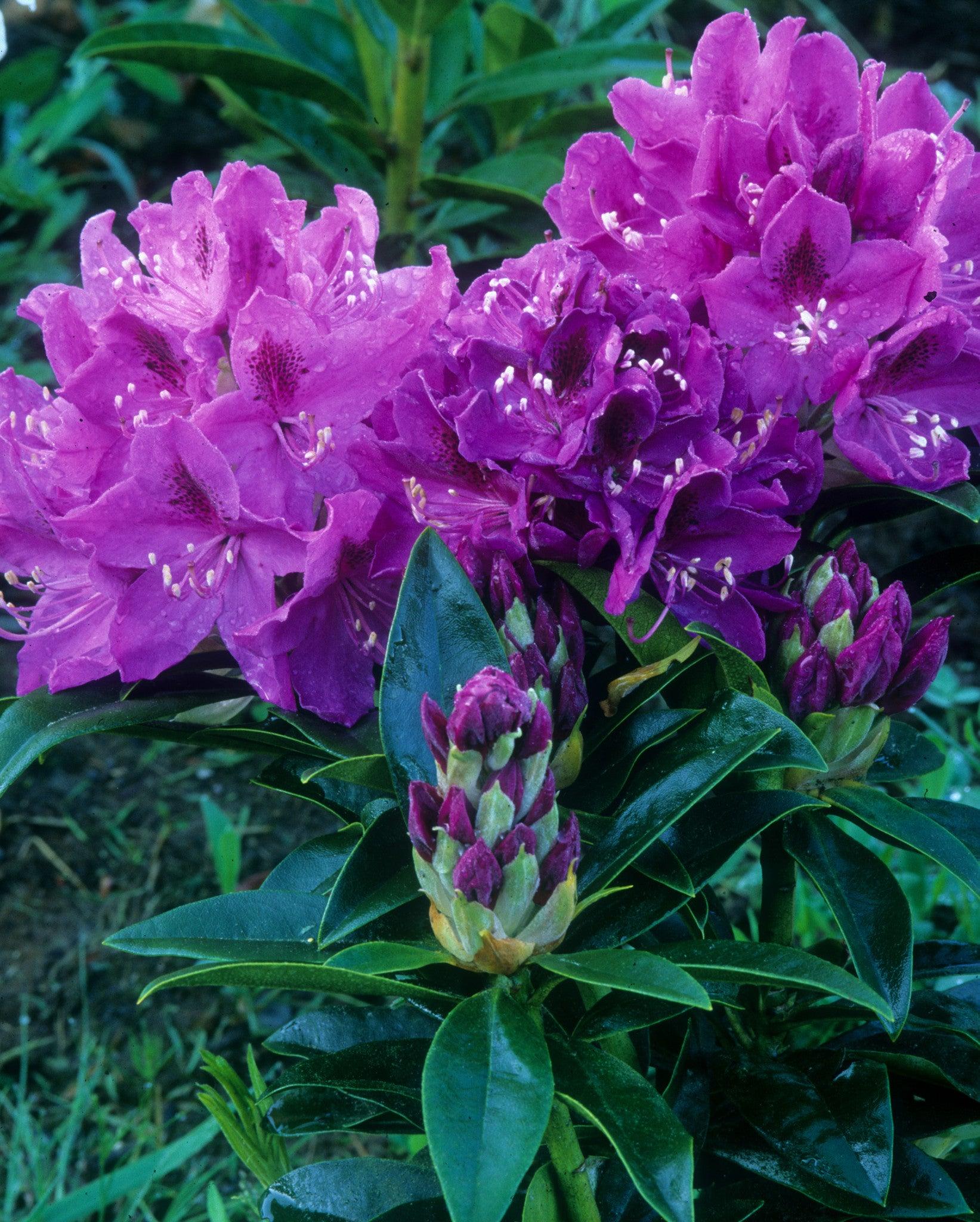 Rhododendron 'florence Parks' - View 33 from www redcrocus com