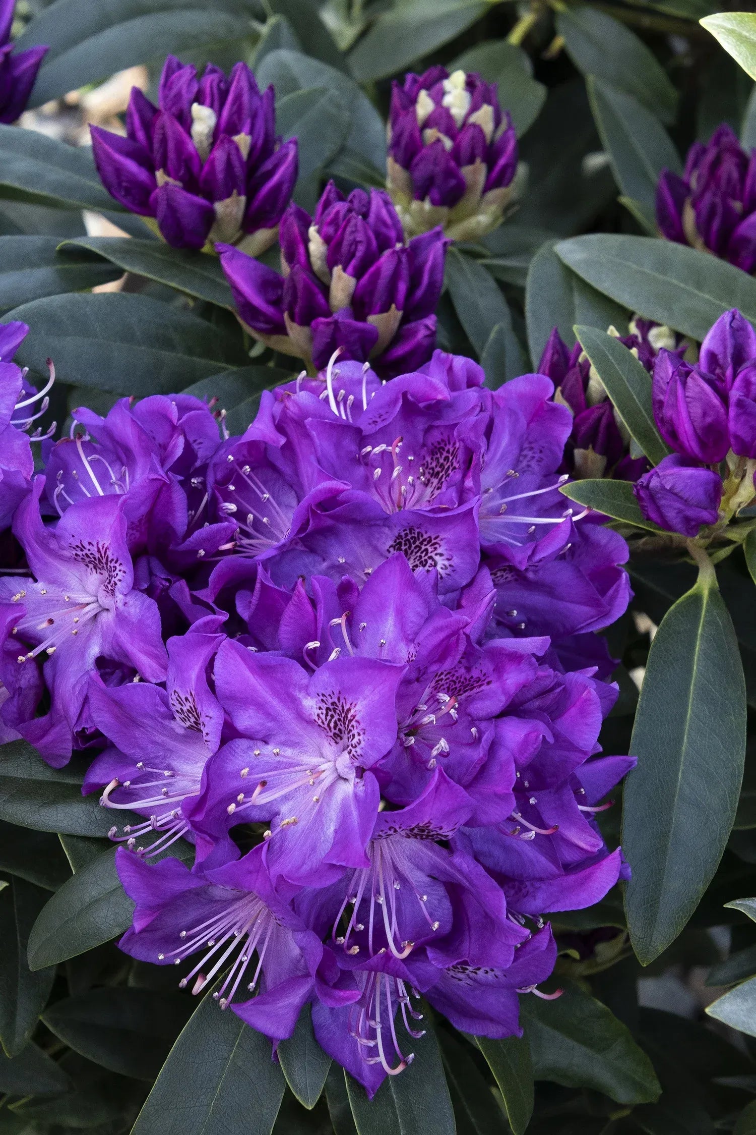 Rhododendron 'florence Parks' - View 4 from www redcrocus com