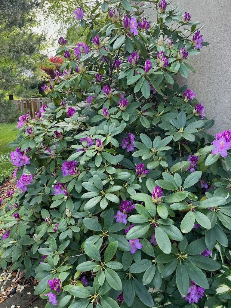 Rhododendron 'florence Parks' - View 7 from www redcrocus com
