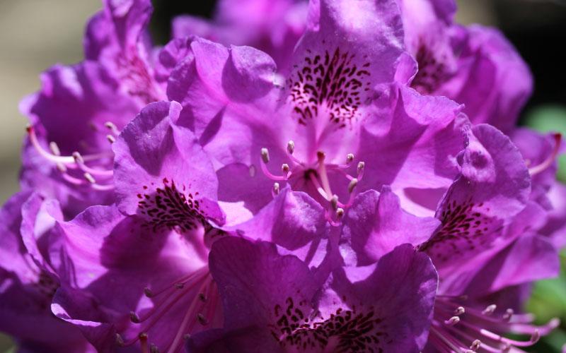 Rhododendron Florence Parks - View 11 from www redcrocus com