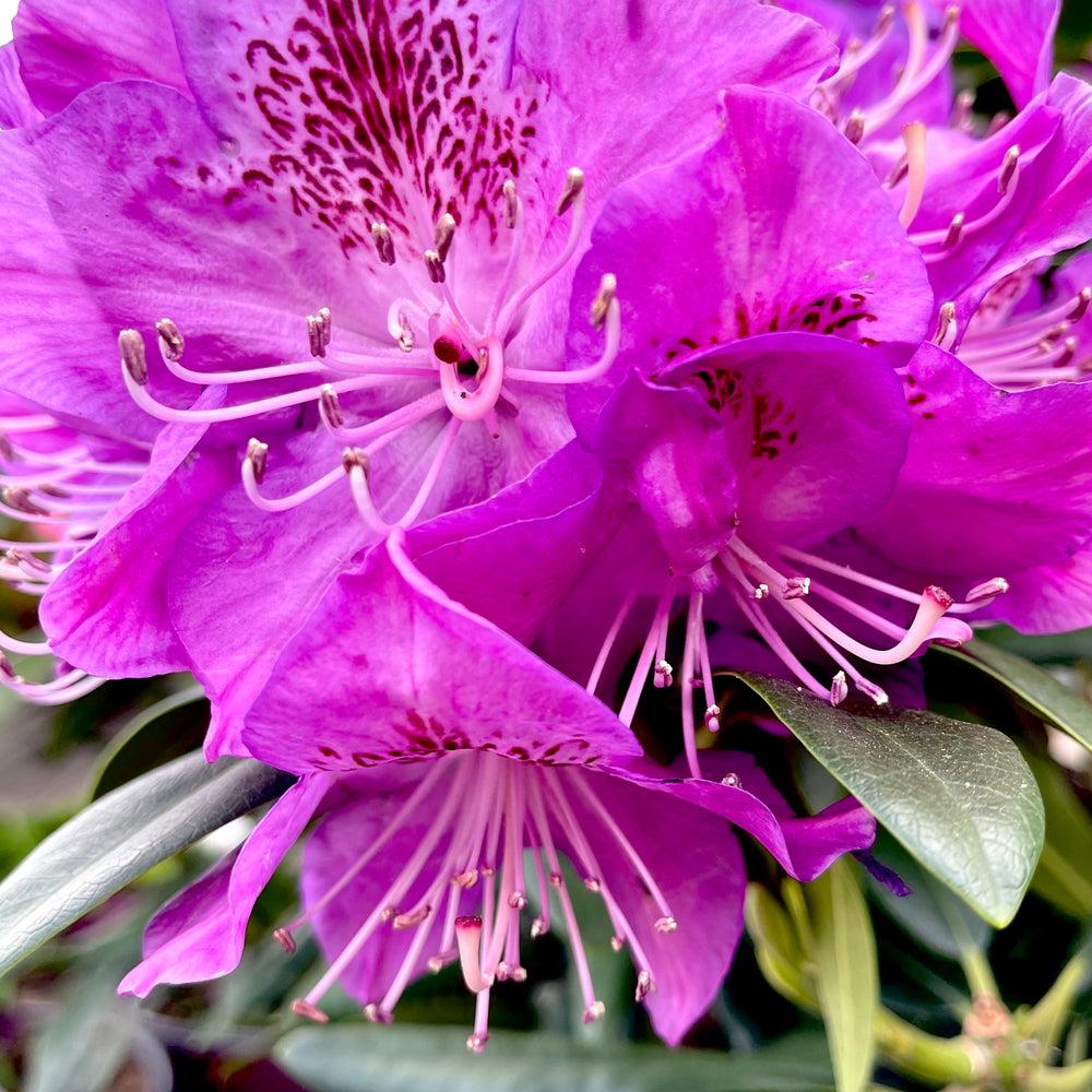 Rhododendron Florence Parks - View 12 from www redcrocus com