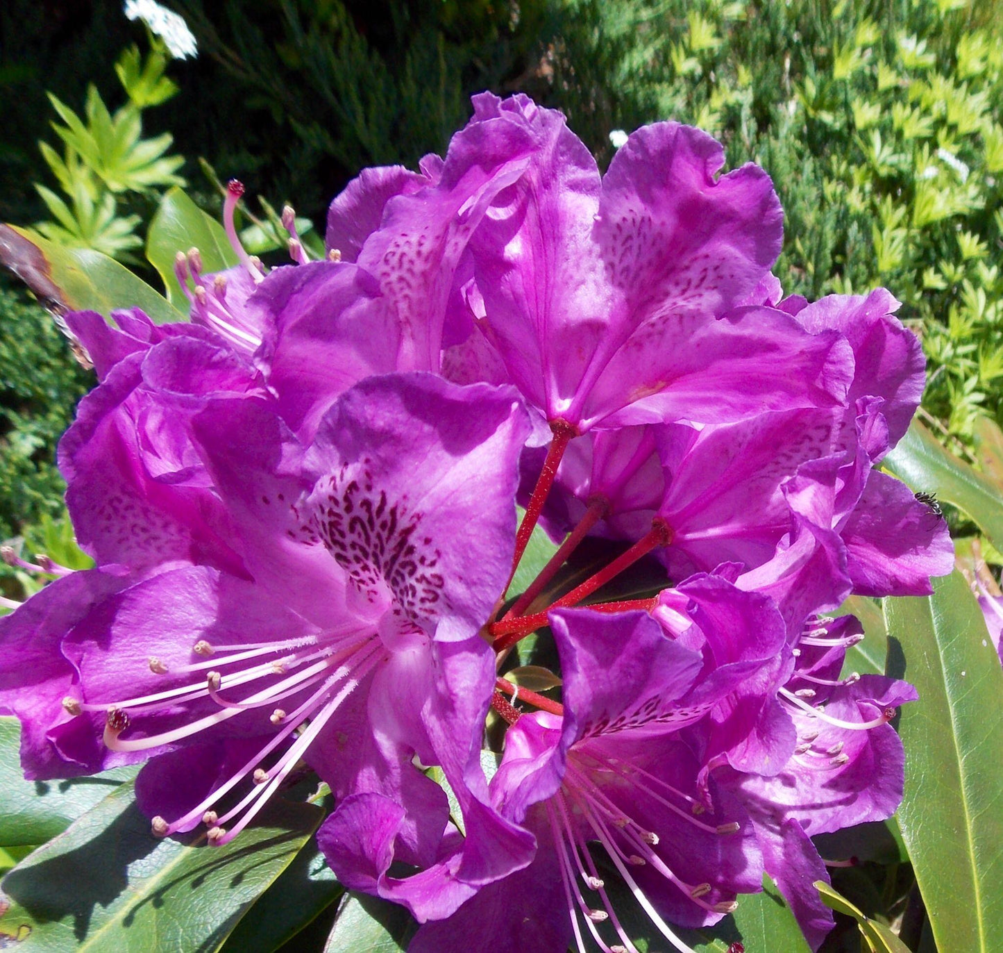 Rhododendron Florence Parks - View 13 from www redcrocus com