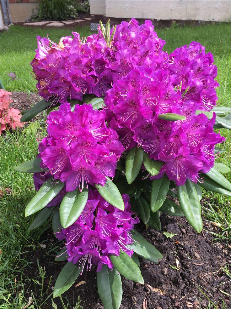 Rhododendron Florence Parks - View 15 from www redcrocus com