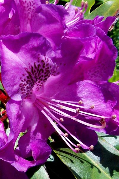 Rhododendron Florence Parks - View 16 from www redcrocus com