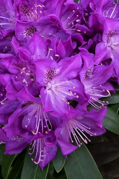 Rhododendron Florence Parks - View 17 from www redcrocus com