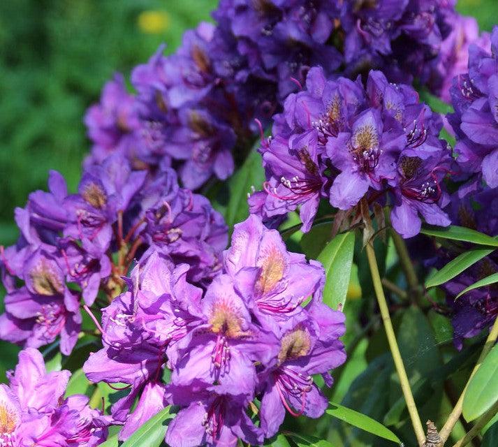 Rhododendron Florence Parks - View 18 from www redcrocus com