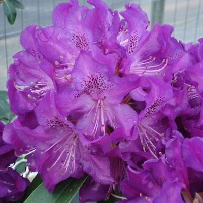 Rhododendron Florence Parks - View 19 from www redcrocus com