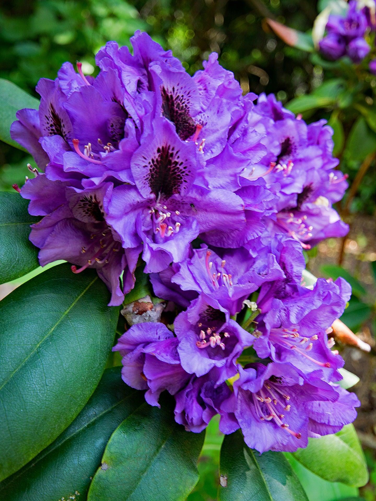 Rhododendron Florence Parks - View 1 from www redcrocus com