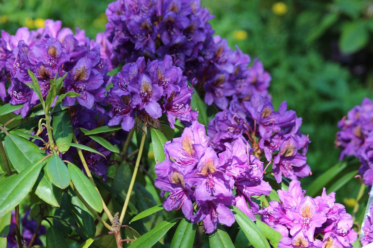 Rhododendron Florence Parks - View 2 from www redcrocus com
