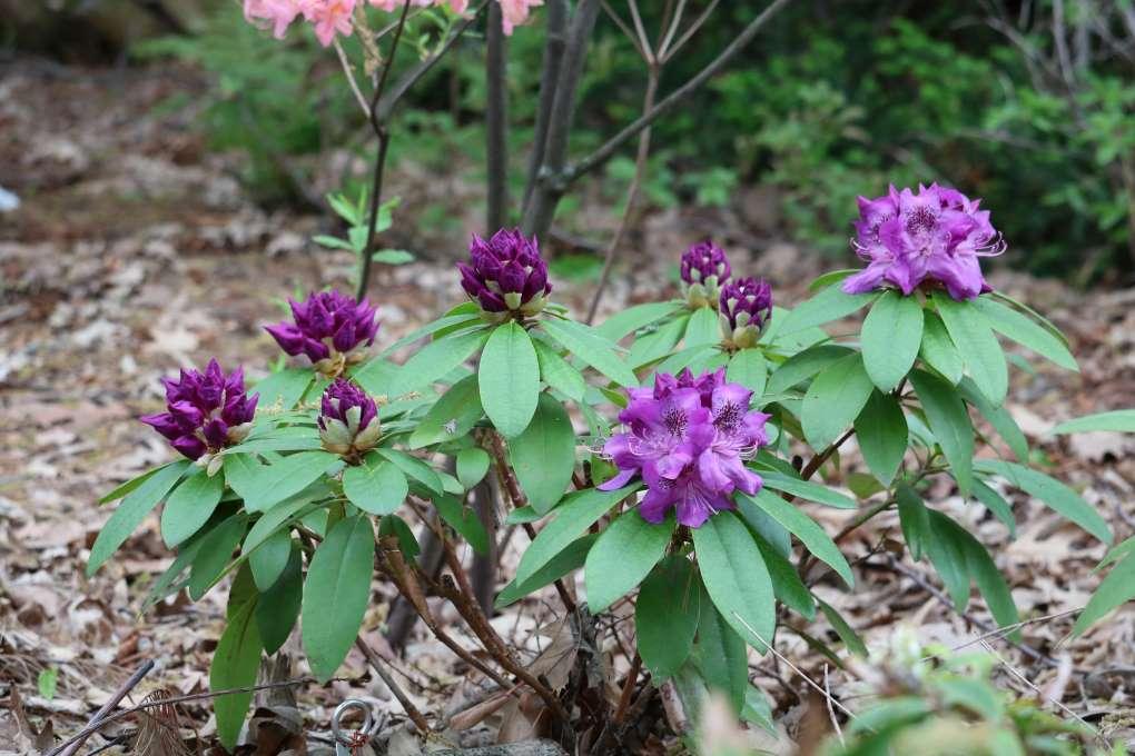 Rhododendron Florence Parks - View 5 from www redcrocus com