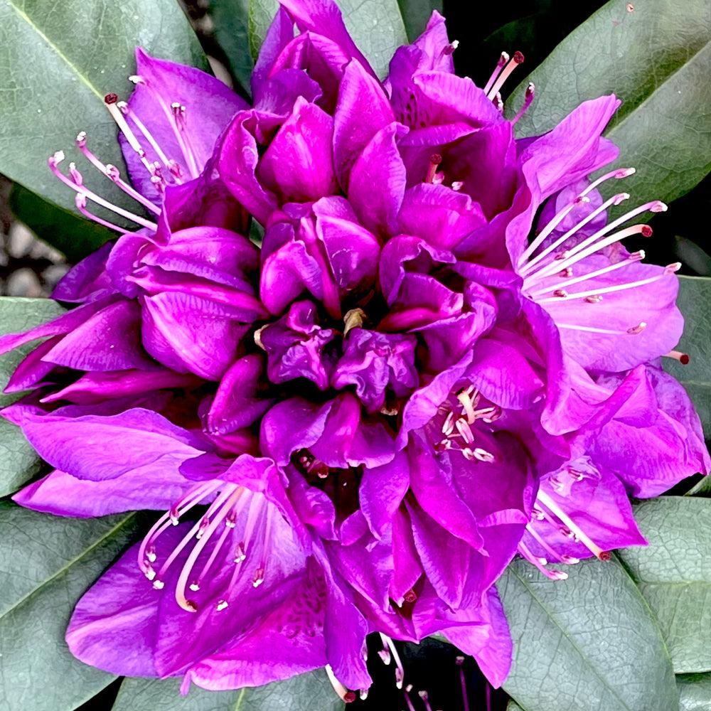 Rhododendron Florence Parks - View 7 from www redcrocus com