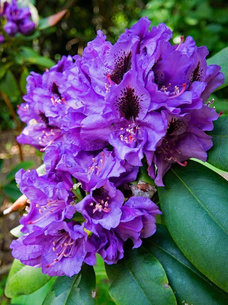 Rhododendron Florence Parks - View 8 from www redcrocus com