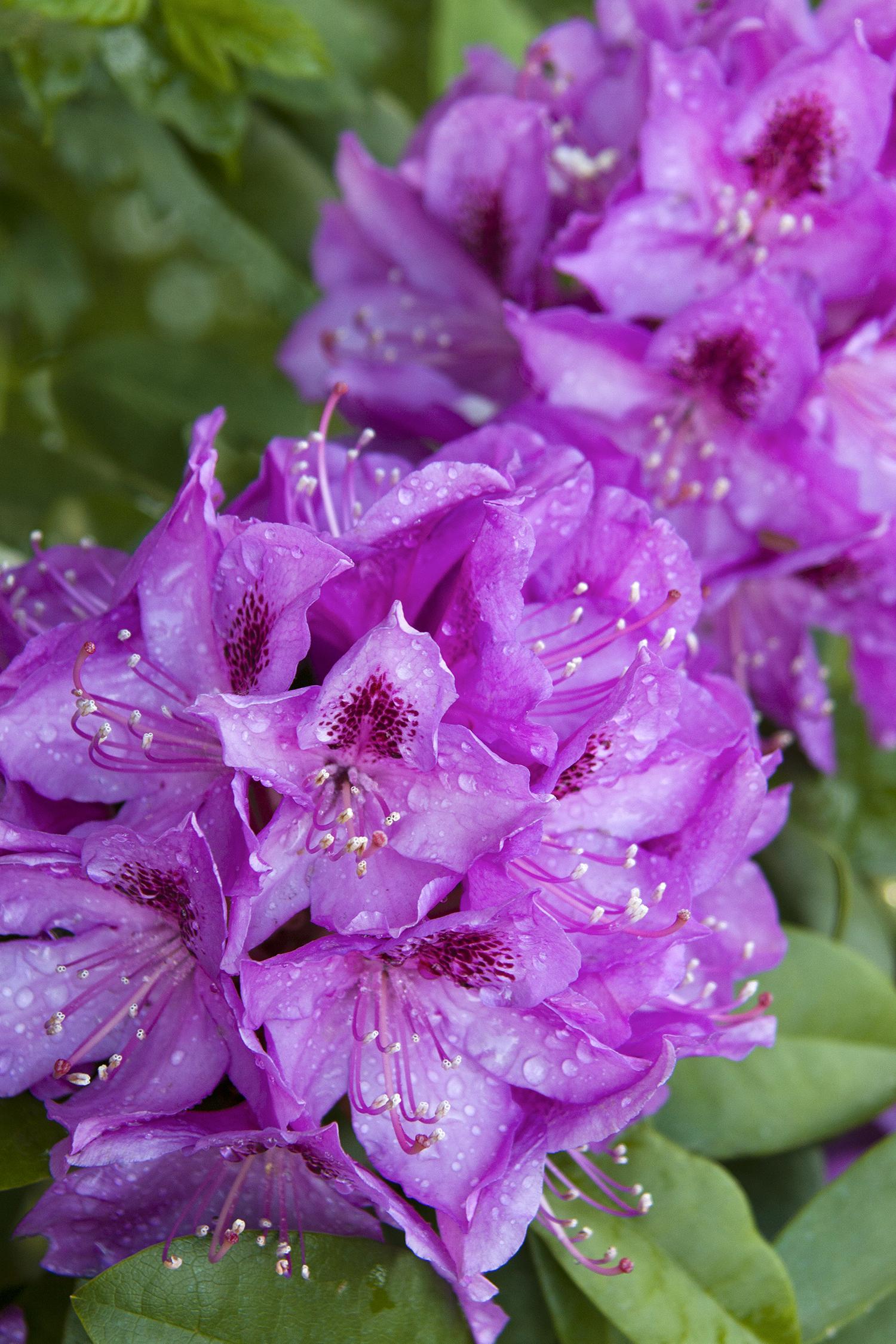 Rhododendron Florence Parks - View 9 from www redcrocus com