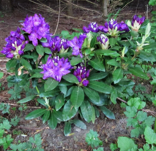 Rhododendron 'florence Parks' - View 10 from www redcrocus com