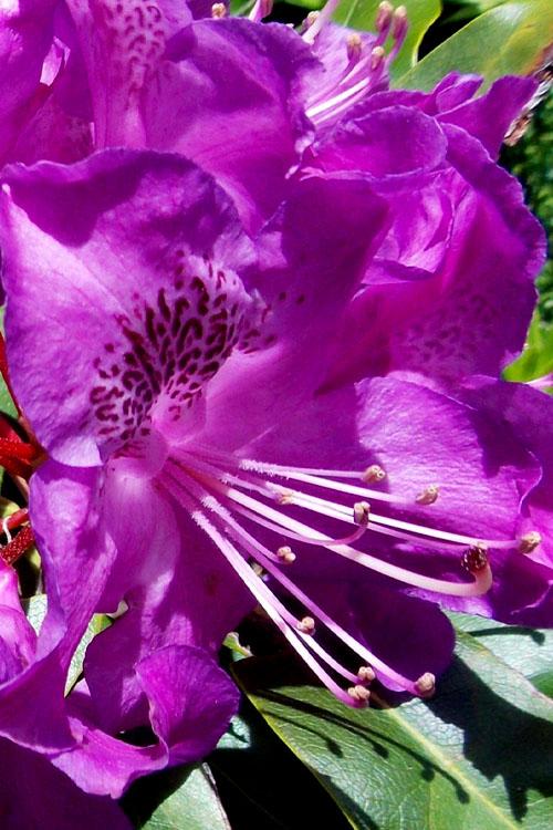 Rhododendron 'florence Parks' - View 13 from www redcrocus com